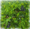 Outdoor UV Protected Artificial Hedge Panel 100x100cm - Weatherproof & Durable